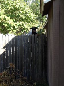 Zora peeking over fence